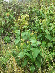 Silphium perfoliatum