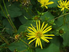Silphium perfoliatum