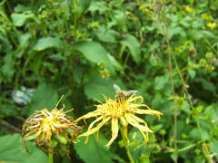 Silphium perfoliatum