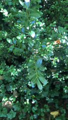 Ilex crenata