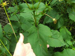 Silphium perfoliatum