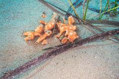 Schizoporella errata