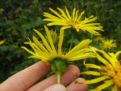 Silphium perfoliatum