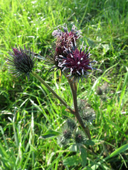 Arctium tomentosum