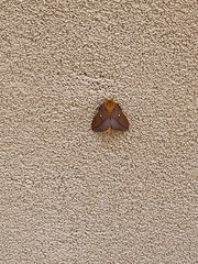 Anisota virginiensis