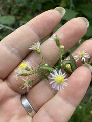 Symphyotrichum lanceolatum