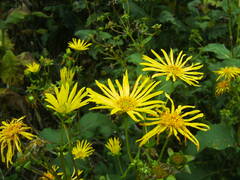 Silphium perfoliatum