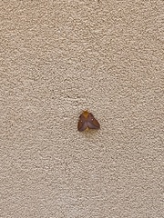 Anisota virginiensis