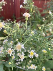 Symphyotrichum lanceolatum