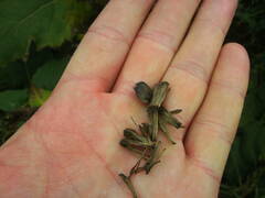 Silphium perfoliatum