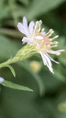 Symphyotrichum lanceolatum