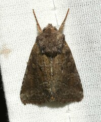 Lacinipolia meditata