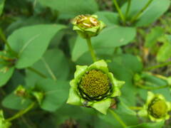 Silphium perfoliatum