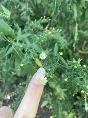 Symphyotrichum lanceolatum
