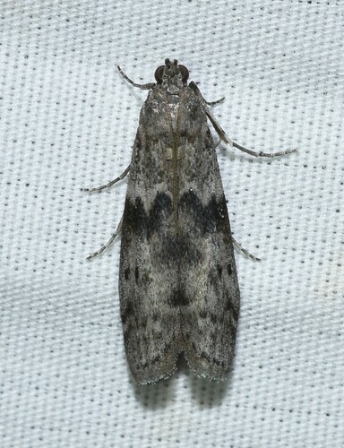 Mediterranean Flour Moth photo 6