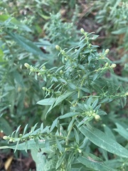 Symphyotrichum lanceolatum