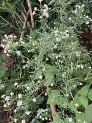 Symphyotrichum lanceolatum