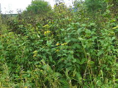 Silphium perfoliatum