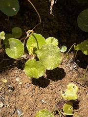 Hydrocotyle verticillata