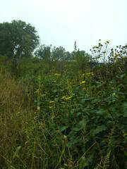 Silphium perfoliatum