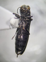 Agrilus ruficollis