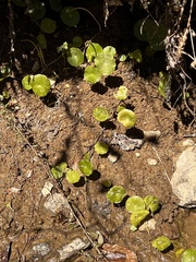 Hydrocotyle verticillata