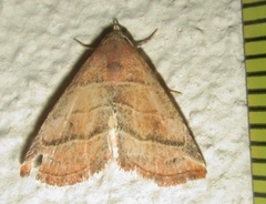Eublemma baccalix