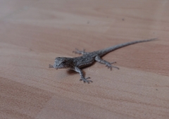 Urosaurus bicarinatus