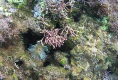 Tricleocarpa fragilis