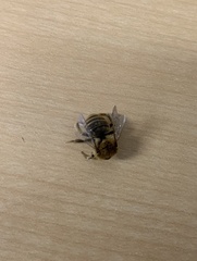 Apinae