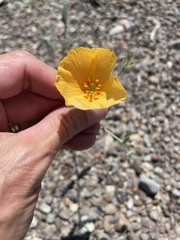 Kallstroemia grandiflora