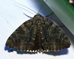 Catocala lacrymosa