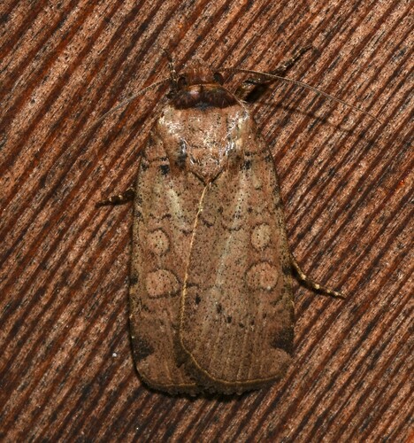 Brown-collared Dart photo 3