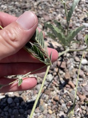 Kallstroemia grandiflora