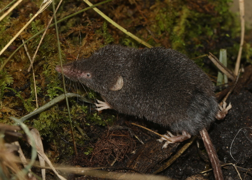 Sorex alpinus Schinz, 1837
