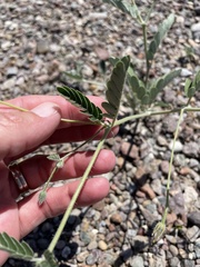 Kallstroemia grandiflora