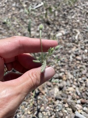 Kallstroemia grandiflora