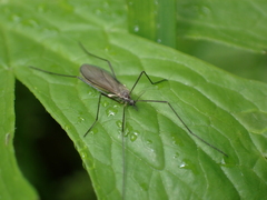 Chioneinae