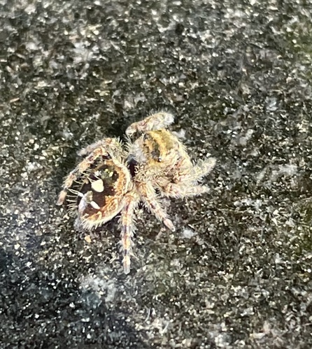 Bold Jumping Spider photographed in Missouri