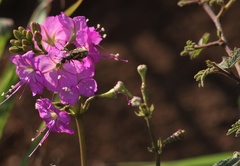 Commicarpus pentandrus