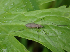 Chioneinae