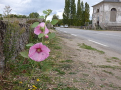 Alcea