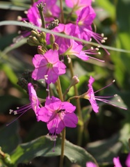 Commicarpus pentandrus