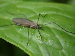 Chioneinae