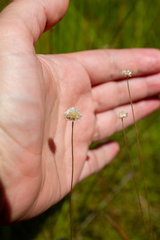 Syngonanthus flavidulus