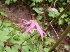 Erythronium revolutum
