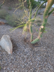 Parkinsonia