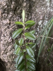 Veronica vernicosa
