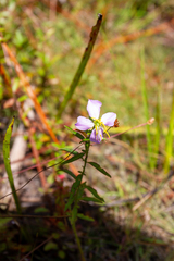 Rhexia mariana mariana