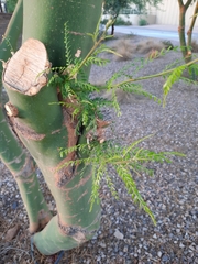 Parkinsonia